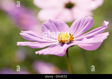 Singola, a forma di piattino fiore di Cosmos bipinnatus con pallidi petali di rosa che circondano il centro di colore giallo. Foto Stock