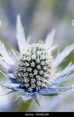 Mare holly, Eryngium x zabelii Jos Eijking. Thistle-come testa di fiori circondata da spinoso di colore argenteo delle brattee blu. Foto Stock