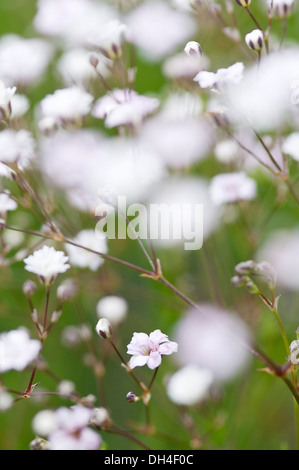 Piccolo, fiori bianchi di Gypsophila Rosenschlier, il fuoco selettivo. Foto Stock