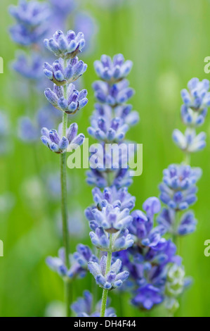 I picchi di fiori di lavanda, Lavandula angustifolia cuscino blu. Foto Stock