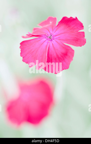 Vista ravvicinata del crimson fiore di Rose campion, Lychnis coronaria con dietro un altro. Foto Stock