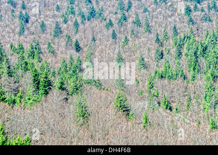 Tempo di primavera nella foresta Foto Stock