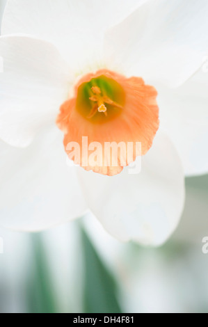 Daffodil Narciso Diamond Giubileo. develped specialmente per il Queens Diamond giubileo nel 2012 con il bianco a forma di tromba fiore Foto Stock