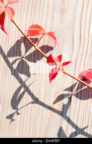 Virginia superriduttore, Parthenocissus quinquefolia. Il gambo e le foglie ombra di colata su legno con tracciato verticale di grano. Foto Stock