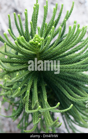 Nuovo caledonian pine Araucaria columnaris. Vista ravvicinata di più a corda branchlets coperti in sovrapposizione appuntita scala-simili Foto Stock