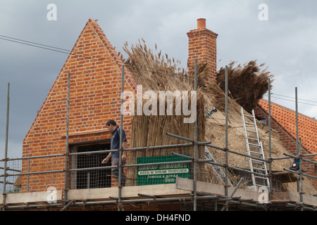 Casa di nuova costruzione. Norfolk Reed (Phragmites sp.) essendo assemblati da artigiano thatcher per la copertura del tetto. Stalham, Norfolk. Foto Stock