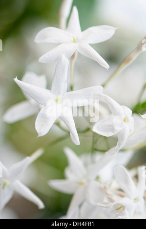 Gelsomino. Vista ravvicinata di fiori bianchi di Jasminum polyanthum. Foto Stock