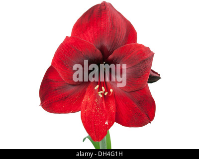 Red amaryllis flower su sfondo bianco Foto Stock