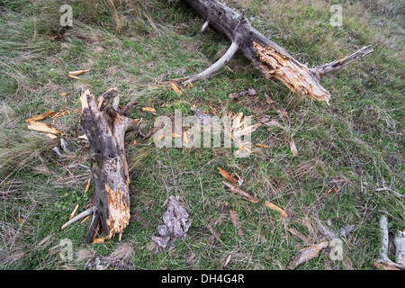 Albero colpito da un fulmine giacente a terra. Foto Stock