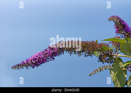 Buddleja Davidii. Curve lunghe orecchie di piccole viola o fiori lilla contro il cielo blu. I fiori sono aperte in corrispondenza di estremità e di finitura Foto Stock