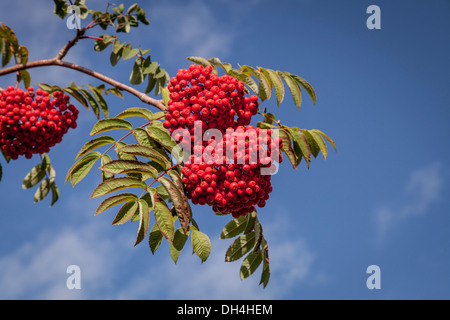 Cluster di red rowan bacche contro un cielo blu in autunno Foto Stock