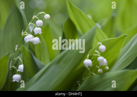 Il giglio della valle (convallaria majalis) Foto Stock