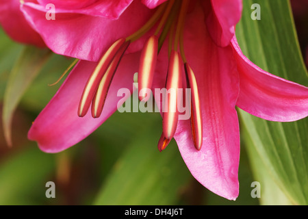 Giglio. Chiudi vista ritagliata della rosa scuro fiore singolo e sporgenti stami. Foto Stock