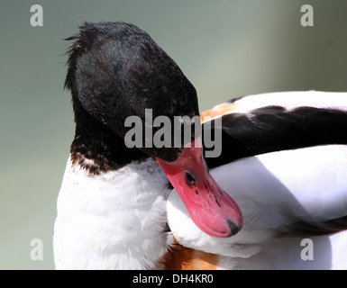 Femmina Shelduck comune (Tadorna tadorna) preening piume Foto Stock