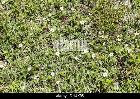 Wild fragola (Fragaria vesca) Foto Stock