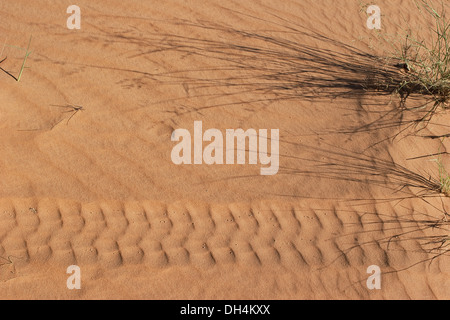 Carrello o in auto le vie nel deserto di sabbia con erba di cammello, mostra "greening del deserto", dopo molto rare precipitazioni recenti Foto Stock