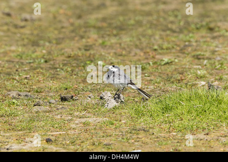 White Wagtail (Motacilla alba) Foto Stock