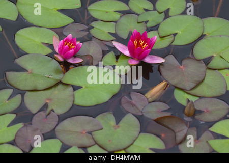 Ornamentali in Ninfea Bianca (Nymphaea sp. ) Red fioritura. Foto Stock