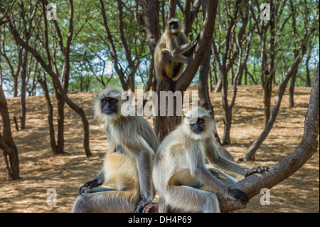 Grigio langurs prendere una siesta in un ceduo di alberi di acacia nei pressi della città di Pushkar nel Rajasthan, India. Foto Stock