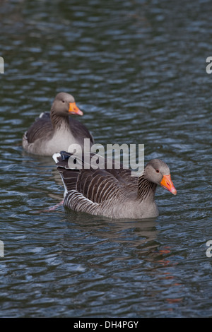 Graylag oche (Anser anser). Coppia; gander o maschio nella parte anteriore. Il nuoto. Foto Stock