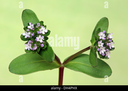 Cornsalad, Valerianella locusta Foto Stock