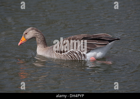 Graylag Goose (Anser anser). Il nuoto. Alla ricerca di articoli alimentari su o al di sotto della superficie dell'acqua. Norfolk Broads. Foto Stock