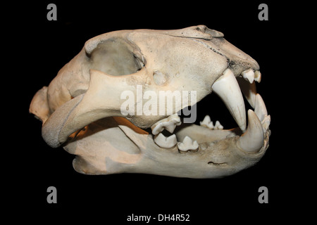 Cranio di Jaguar Foto Stock