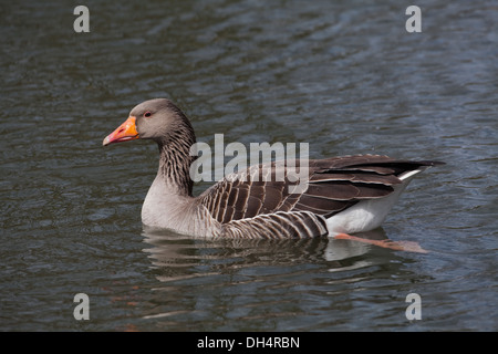 Western Graylag Goose (Anser anser). Singolo adulto sull'acqua. Profilo. Norfolk Broads. East Anglia. In Inghilterra. Regno Unito. Foto Stock