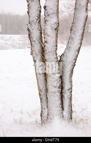 Coperta di neve tronco di albero è circondato da una fresca neve caduti in Alberta Foto Stock