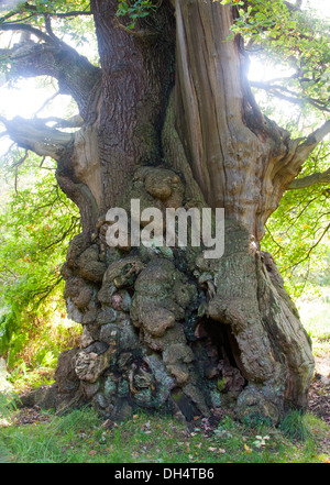 Antico tronco di quercia a Calke Abbey DERBYSHIRE REGNO UNITO Foto Stock