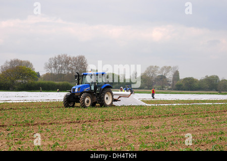 La posa di pile su giovani piante di granoturco dolce. Cold spring. I lavoratori immigrati. Foto Stock