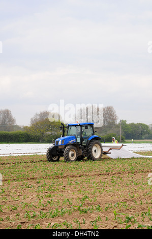 La posa di pile su giovani piante di granoturco dolce. Cold spring. I lavoratori immigrati. Foto Stock