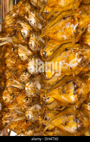 Chiudere verticale di pesce essiccato sul display in un mercato alimentare in Laos. Foto Stock