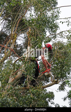 Tree chirurgo lavora in eucalipto. Con il permesso. Foto Stock