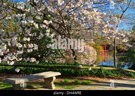 Un banco sul percorso di celebrità a un giapponese Hill-e-stagno giardino al Brooklyn Botanic Gardens su una soleggiata mattina di primavera. Foto Stock