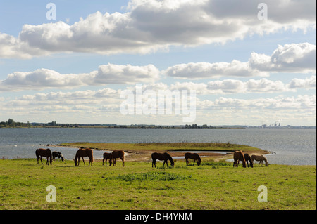 Cavalli a Kirchsee, isola di Poel, Mecklenburg-Hither Pomerania Occidentale, Germania Foto Stock