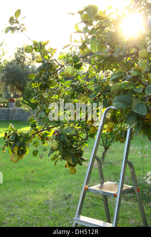 Raccolta mele cotogne da albero con scale Foto Stock