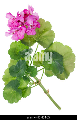 Ideale fiore colore rosa e geranio Foto Stock