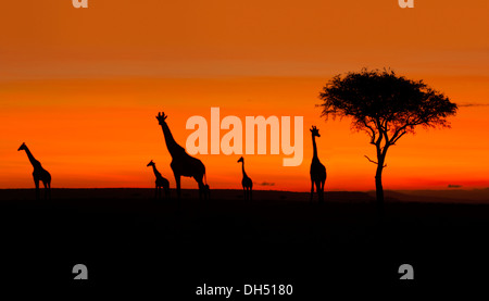 Giraffe (Giraffa camelopardalis), sagome di sunrise, Massai Mara, Serengeti, Rift Valley provincia, Kenya Foto Stock