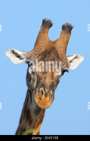 Giraffe (Giraffa camelopardalis), ritratto, Serengeti, Tanzania Foto Stock