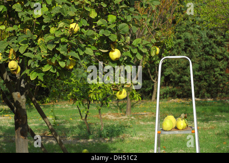 Raccolta mele cotogne da albero con scale Foto Stock