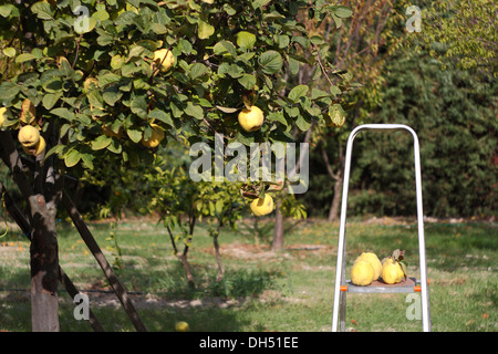 Raccolta mele cotogne da albero con scale Foto Stock