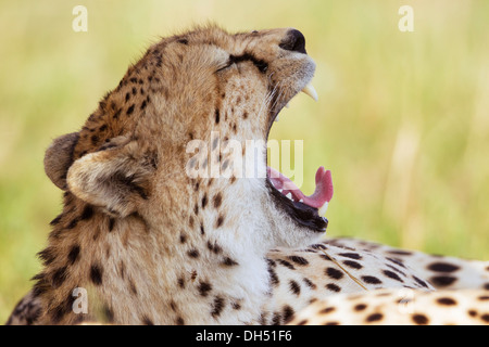 Sbadigliare ghepardo (Acinonyx jubatus), Massai Mara, Serengeti, Rift Valley provincia, Kenya Foto Stock