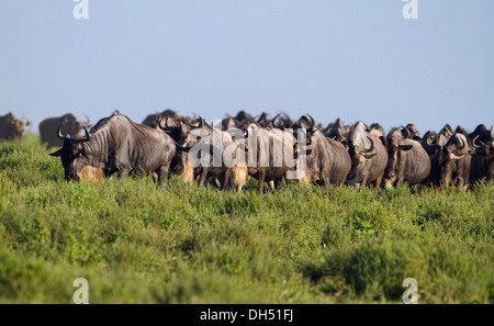 Allevamento di blu Gnu (Connochaetes taurinus) passeggiate in unico file dalla testa alla coda, Serengeti, Tanzania Foto Stock