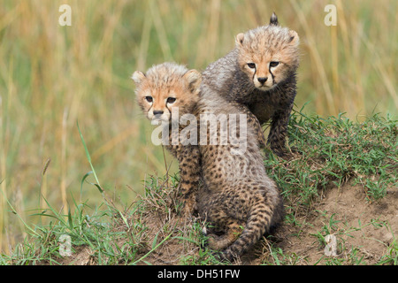 Ghepardi (Acinonyx jubatus), cubs, diverse settimane, Massai Mara, Serengeti, Rift Valley provincia, Kenya Foto Stock