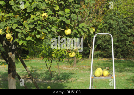 Raccolta mele cotogne da albero con scale Foto Stock