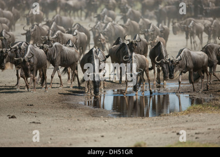 La migrazione di Allevamento dei Blu Gnu (Connochaetes taurinus) la sera haze, Serengeti, Tanzania Foto Stock