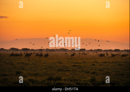 Allevamento di blu Gnu (Connochaetes taurinus) pascolo a sunrise, Serengeti, Tanzania Foto Stock