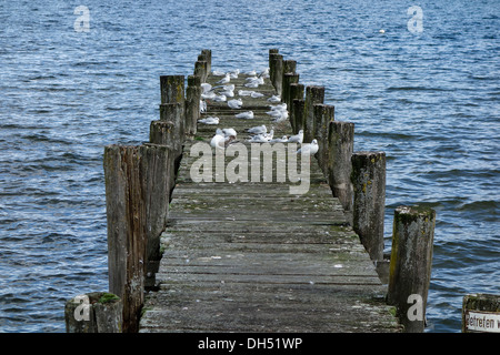 I gabbiani di sedersi su un molo in legno in un lago Foto Stock