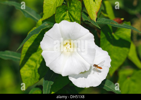 Fioritura Hedge Centinodia o Lady del bicchierino (Calystegia sepium ssp. sepium, Convolvulus sepium) Foto Stock